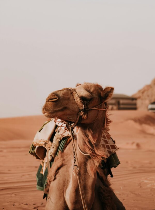 Jordanian Camel