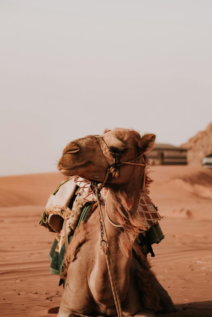 Jordanian Camel